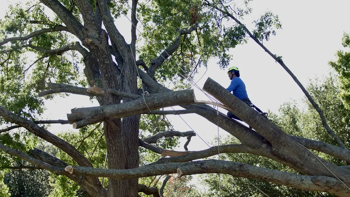 Professional Crown Thinning performed by certified arborists in Tamaroa